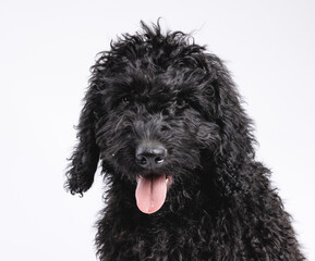 Studio shot of black dog on white background 