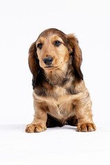 Studio shot of puppy dachshund on a white backgorund 