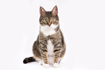 Studio shot of gray cat on a white backgorund 