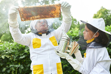 Girl holding smoker while male apiculturist analyzing beeswax frame