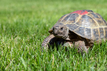 Portrait of a domestic tortoise crawling on the lawn on the street. Red mark on the armor