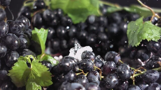 Black Grape falling in water with splash among black grapes. Slow motion.