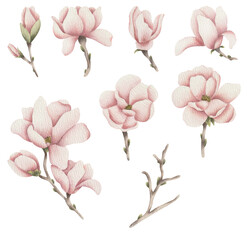 magnolia set watercolor