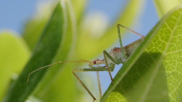 The Zelus renardii bug on green leaves, against a backdrop of blue sky. Macro shot.