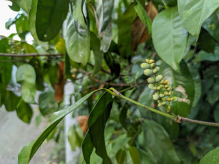 A close-up of a young green Gnetum gnemon 