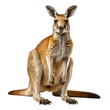 kangaroo isolated on transparent background