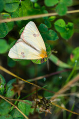 Rotrandbär (Diacrisia sannio)