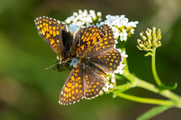 Wachtelweizen-Scheckenfalter (Melitaea athalia) zur Paarungszeit