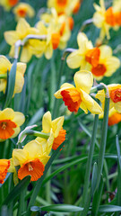 flower, spring, nature, yellow, garden, daffodil, flowers, orange, plant, narcissus, blossom, daffodils, summer, flora, field, beauty, bloom, petal, tulip, floral, petals, marigold, blooming, tulips, 