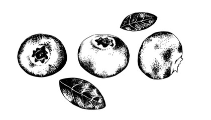 Three isolated blueberries and leaves in an engraving style on a white background. Vector image in vintage style