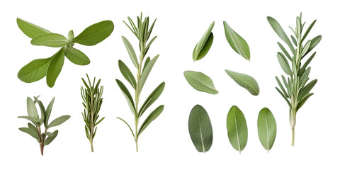 Rosemary, Sage Twig and Thyme - Farm Fresh Food and Healthy Diet Herbal Design Elements. Generative AI - obrazy, fototapety, plakaty