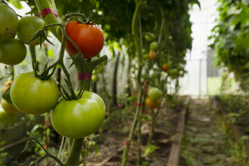 Growing tomatoes in a greenhouse. Green and red tomatoes grow in the garden