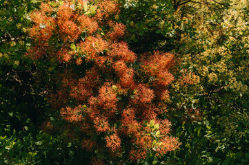 Beautiful green trees with fluffy pinky flowers.