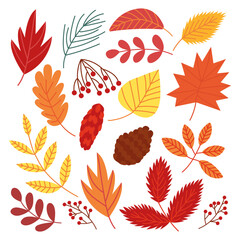 Trendy autumn foliage set. Vector different autumn leaves and berries set