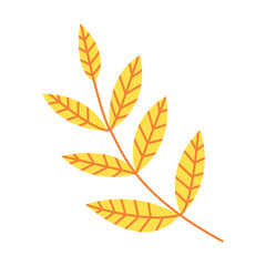 Autumn ash tree leaf vector illustration