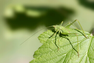 Green grasshopper sitting on plant