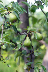 Yellow pears on summer tree
