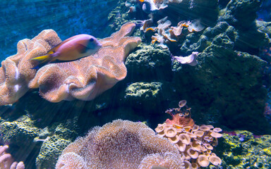 Coral reef and tropical fish view in aquarium.