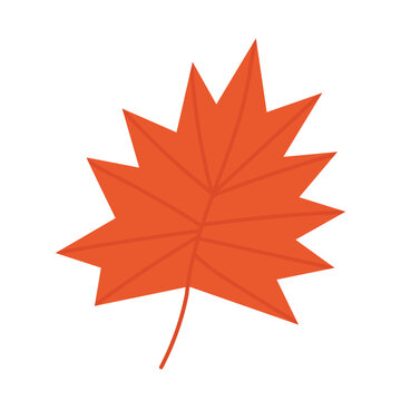 Flat maple tree leaf vector illustration
