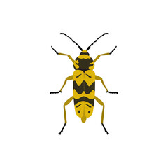 black wasp isolated, illustration of a bug, stag beetle,  insect kingdom, Bug biodiversity, transparent background PNG