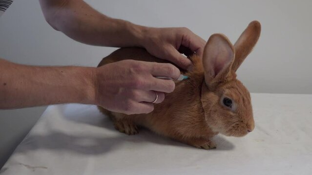 rabbit vaccination,veterinarian treats a rabbit on a table, pricks rabbits from infection