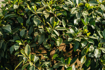 Close up background of green leaves in sunset light.