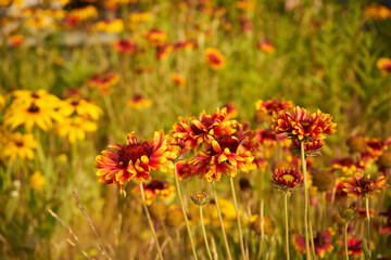 Gailardia oścista, Gaillardia aristata