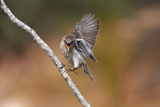 Drohender Kanarenschm&auml;tzer (Saxicola dacotiae) Weibchen mit offenem Schnabel und teils gespreizten Fl&uuml;geln verteidigt ihren Platz an einem kahlen Ast - Card&oacute;n, Fuerteventura