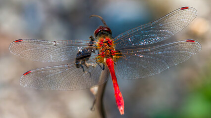 Blutrote Heidelibelle