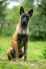 Belgian shepherd malinois sits and looks straight on a green lawn