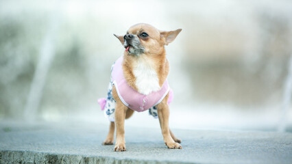 chihuahua dog sitting on the snow