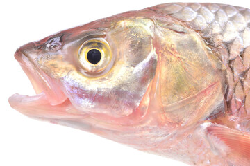 Fish chub isolated