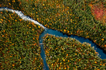 Aerial view of fast blue river flow through fall colorful trees in woods forest. - obrazy, fototapety, plakaty