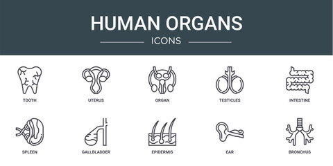 set of 10 outline web human organs icons such as tooth, uterus, organ, testicles, intestine, spleen, gallbladder vector icons for report, presentation, diagram, web design, mobile app