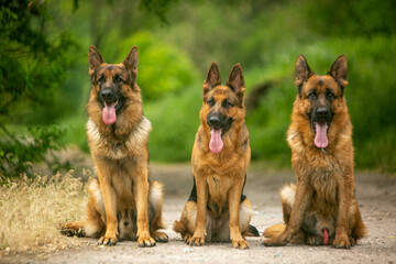 group of german shepherd dogs