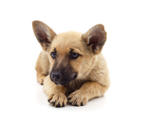 The brown puppy is lying.