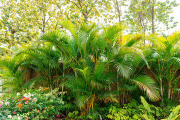Areca Palm Trees. Tropical gardens with luxuriant dypsis lutescens or golden cane palm trees also...