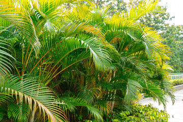 Areca Palm Trees. Tropical gardens with luxuriant dypsis lutescens or golden cane palm trees also known as areca palms.