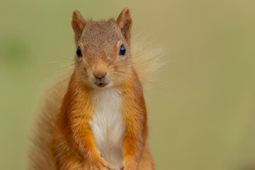 Naklejka na ściany i meble Beautiful little scottish red squirrel in the woodland