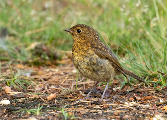 Newly fledged baby robin baby before the red breast develops as adult plumage 
