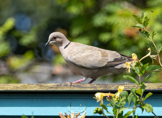 Collared dove bird perched in the sunshine in a garden