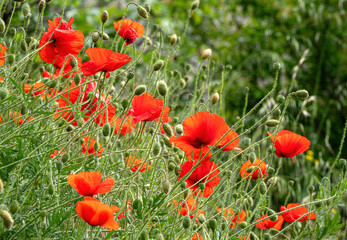 Mohnfeld im heimischen Garten