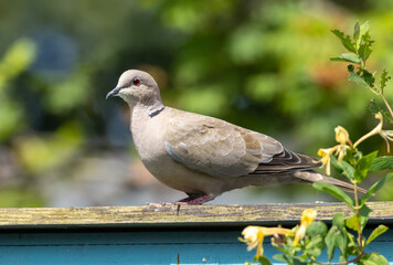 Collared dove bird perched in the sunshine in a garden
