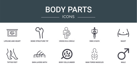 set of 10 outline web body parts icons such as lifeline and heart shape on a graphic, bone structure tip, cross in a circle on a human body, ribs x rays, waist, tiptoe feet, skin layers with hair