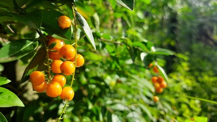oranges on tree