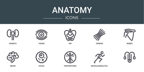 set of 10 outline web anatomy icons such as kidneys, vision, hip, tendon, bones, brain, ovule vector icons for report, presentation, diagram, web design, mobile app