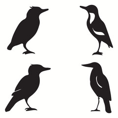 Bandicoot silhouettes and icons. Black flat color simple elegant Bandicoot animal vector and illustration.