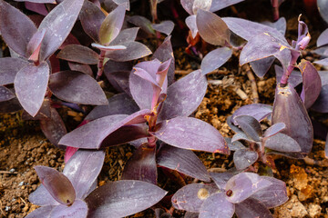 Tradescantia pallida is a species of spiderwort (a genus of New World plants) similar to T. fluminensis and T. zebrina.
