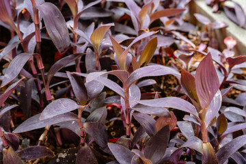 Tradescantia pallida is a species of spiderwort (a genus of New World plants) similar to T. fluminensis and T. zebrina.