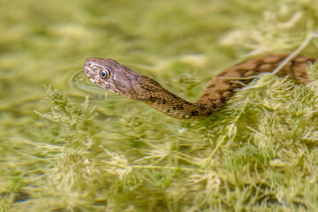 viperine snake swimming in a pond